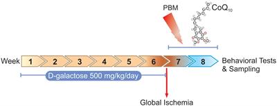 Photobiomodulation and Coenzyme Q10 Treatments Attenuate Cognitive Impairment Associated With Model of Transient Global Brain Ischemia in Artificially Aged Mice